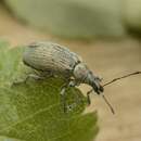 Image of Phyllobius (Metaphyllobius) pomaceus Gyllenhal 1834