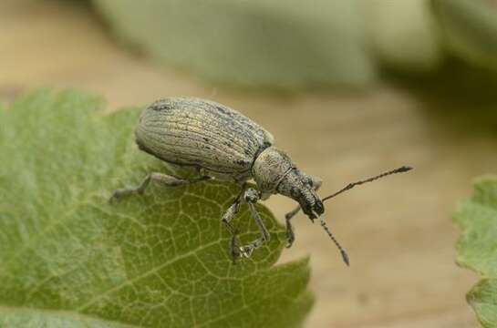 Phyllobius resmi