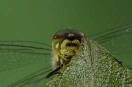 Image de Sympetrum Newman 1833