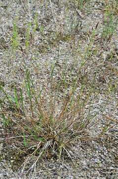 Image of bentgrass