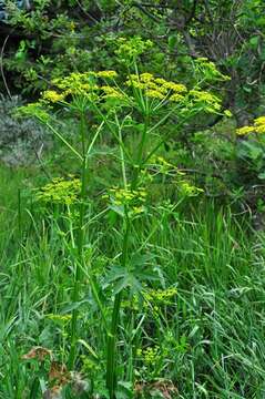 Image of parsnip