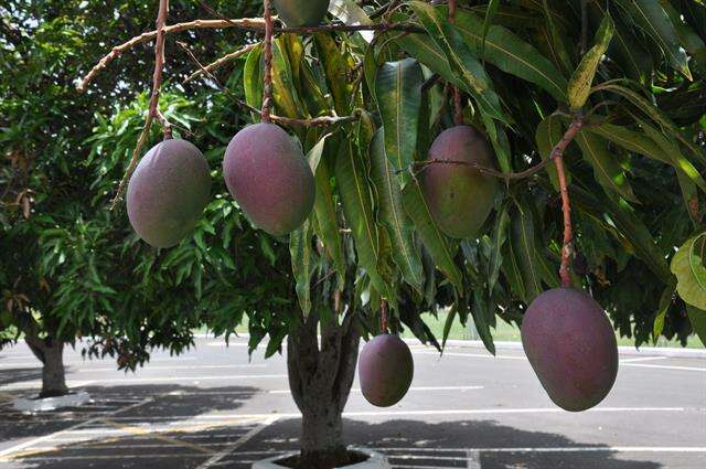 Image of mango