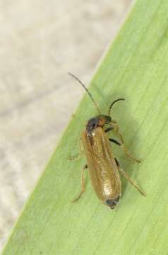 Image of Rhagonycha