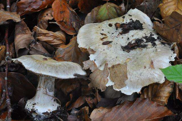 Image of Cortinarius foetens (M. M. Moser) M. M. Moser 1967