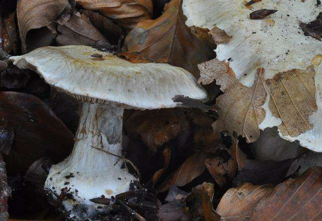 Image of Cortinarius foetens (M. M. Moser) M. M. Moser 1967