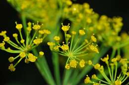 Image of dill