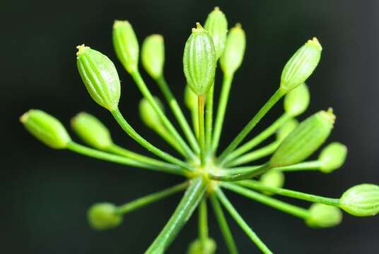 Image of dill