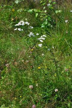 Image of yarrow