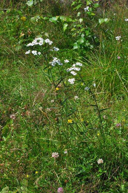 Image of yarrow