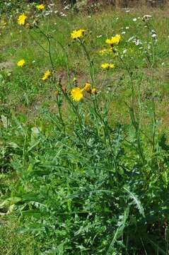 Sonchus resmi