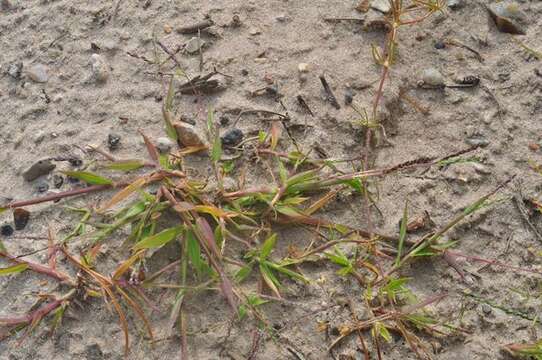 Image of crabgrass