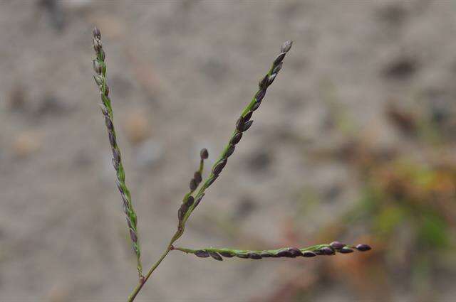 Image of crabgrass