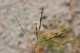 Image of crabgrass