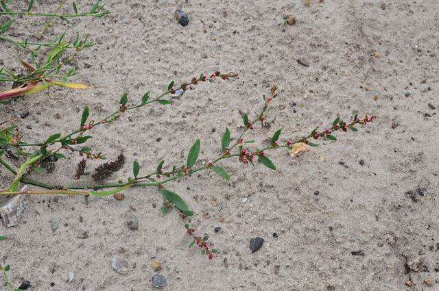 Polygonum aviculare (rights holder: JC Schou)