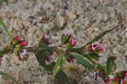 Image of knotgrass