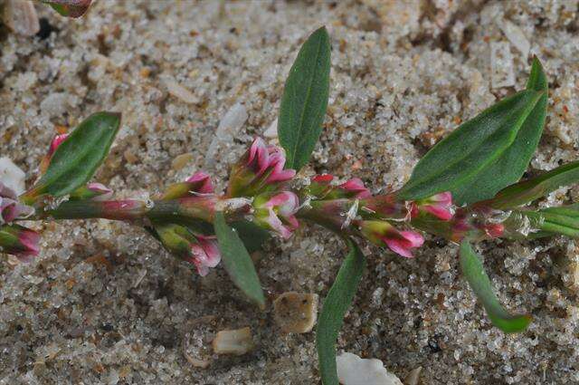 Image of knotgrass