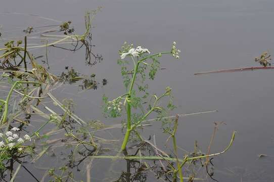 Image de Oenanthe des Rivières