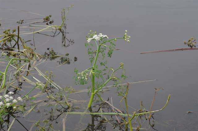 Imagem de Oenanthe fluviatilis (Bab.) Coleman