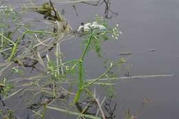 Image of River Water-dropwort