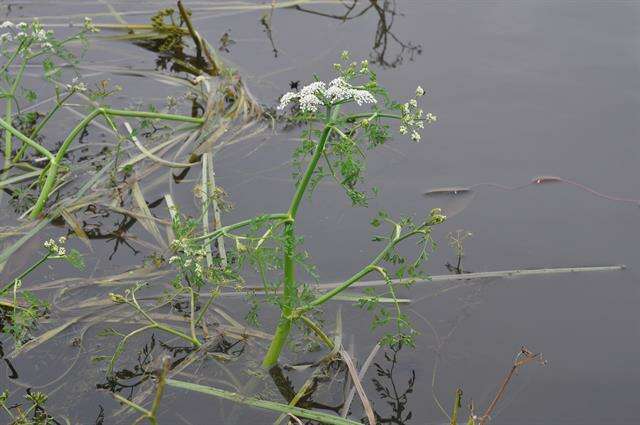 Imagem de Oenanthe fluviatilis (Bab.) Coleman