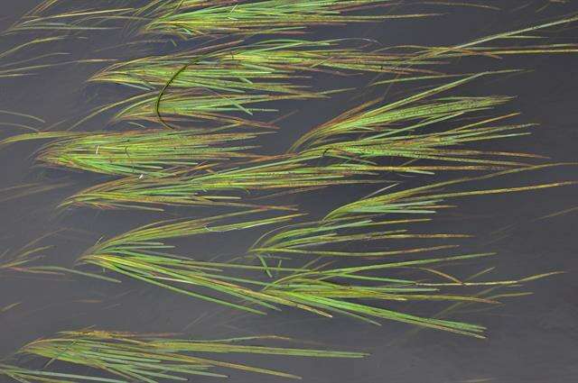 Image of bur-reed