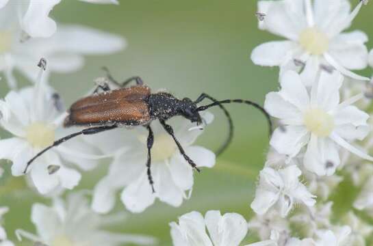 Image of <i>Anoplodera maculicornis</i>