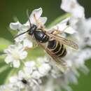 Dolichovespula saxonica (Fabricius 1793)的圖片