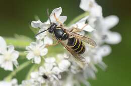 Image of Dolichovespula