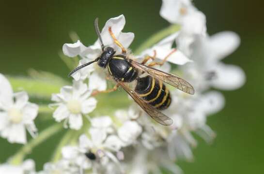 Image of Dolichovespula