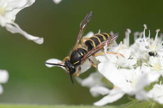 Image of Dolichovespula