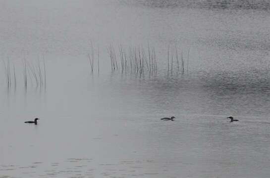 Image of loons