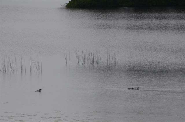 Image of loons