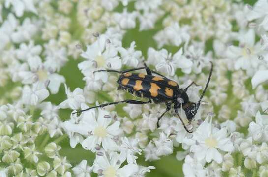 Sivun Leptura kuva