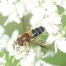 Image of Leucozona glaucia (Linnaeus 1758)