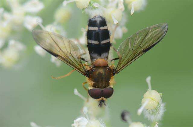 Image of Leucozona