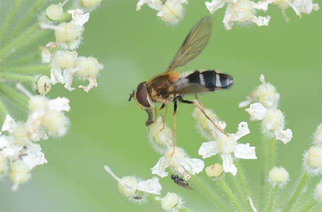 Image of Leucozona