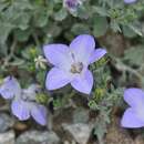 Campanula fragilis Cirillo resmi