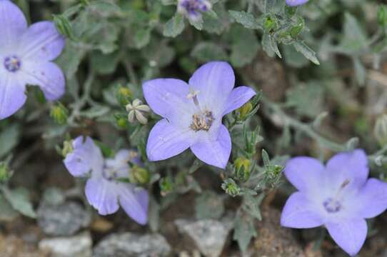 Image of Campanula fragilis Cirillo