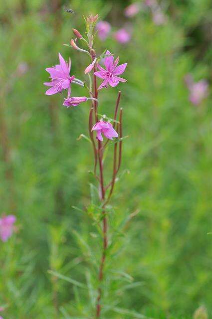 Image de Epilobium dodonaei Vill.