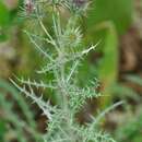 Galactites tomentosa Moench resmi