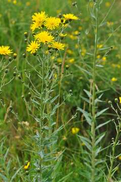 Hieracium laevigatum Willd. resmi