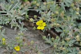 Image of Potentilla calabra Ten.