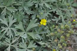 Image of Potentilla calabra Ten.