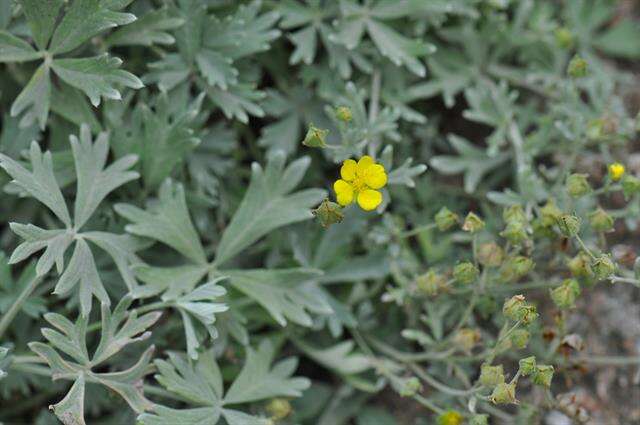 Image of Potentilla calabra Ten.