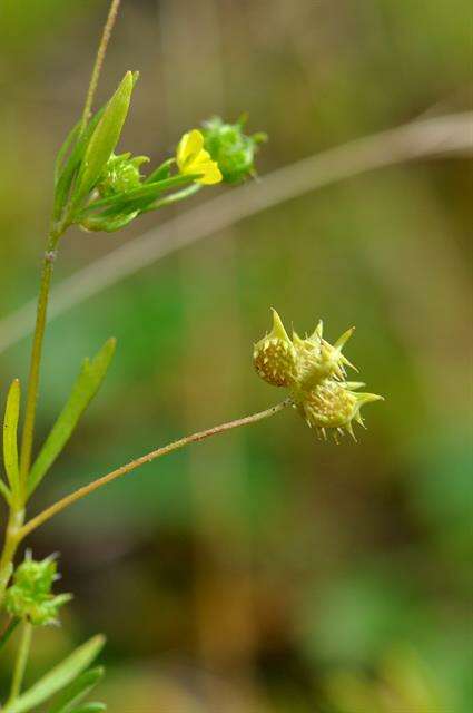 Image of corn buttercup