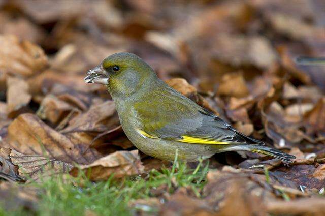 Image of European greenfinch