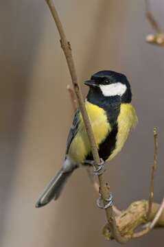 Image of Parus Linnaeus 1758