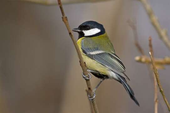 Image of Parus Linnaeus 1758