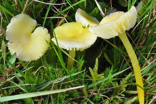 Image of Hygrocybe glutinipes (J. E. Lange) R. Haller Aar. 1956