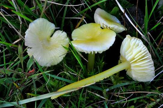 Image of Hygrocybe glutinipes (J. E. Lange) R. Haller Aar. 1956
